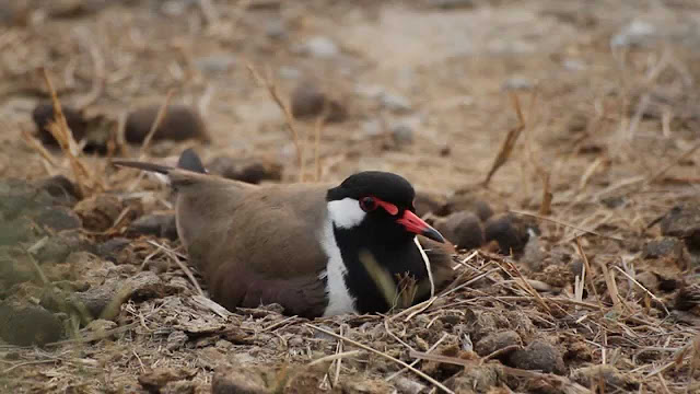 Pictures Of Birds Nest With Eggs