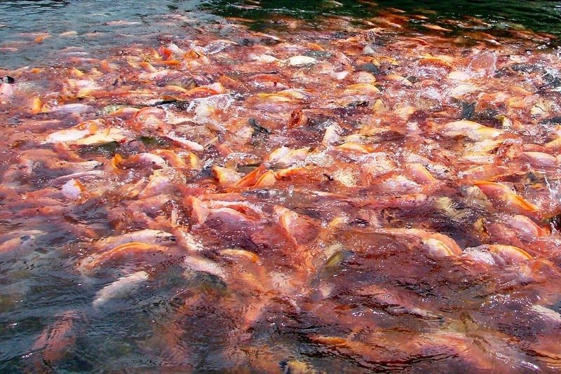 Cara Beternak dan Budidaya Ikan Nila Merah yang 