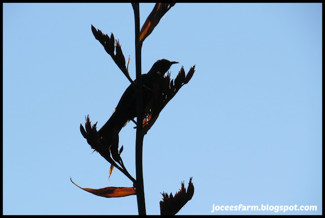 Tui and flax flower @ Jocees Farm