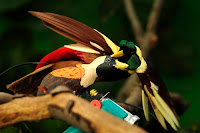 Picture Of Bird Of Paradise