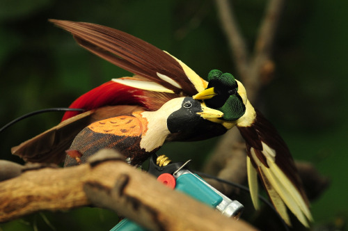 Picture Of Bird Of Paradise