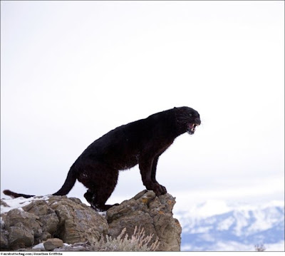 Stunning Close Up Photography Of Wild Animals