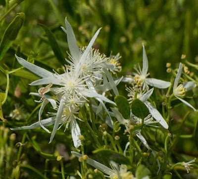 White Clematis (Clematis pubescens)