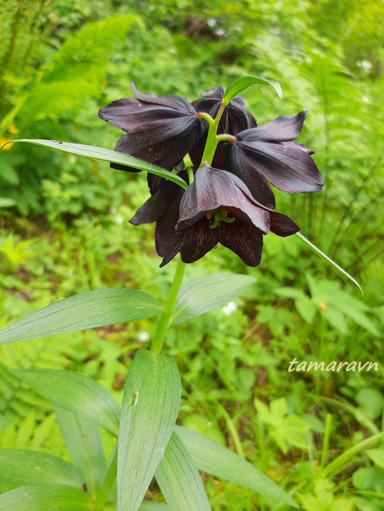 Рябчик камчатский (Fritillaria camschatcensis)