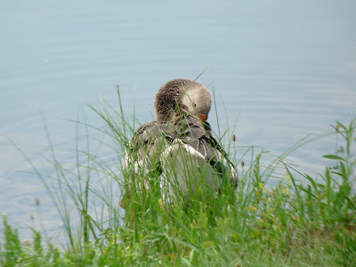 greylag goose preening