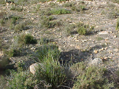 Haworthia fusca habitat