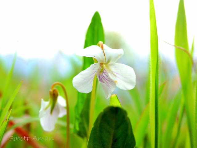 Viola patrinii