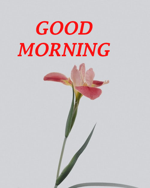 Latest Best Good Morning Wishes.