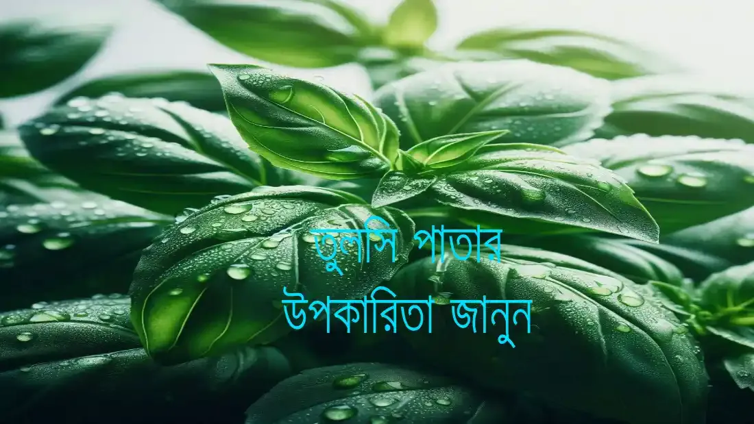 তুলসী পাতা উপকারিতা সম্পর্কে জেনে নিন