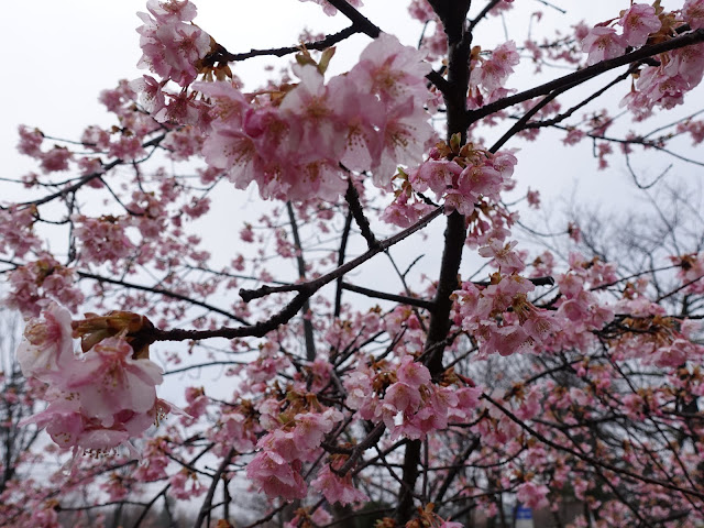 鳥取県西伯郡伯耆町丸山　伯耆町交流の森の河津桜