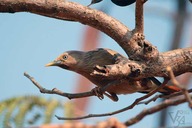 Chestnut-tailed Starling