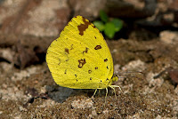 Eurema hecabe the Common Grass Yellow