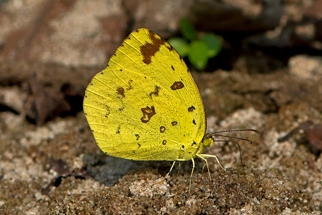 Eurema hecabe the Common Grass Yellow butterfly