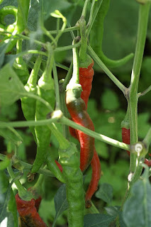 Piment - Capsicum annuum