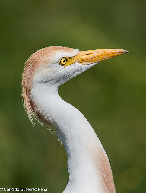 GARCILLA BUEYERA - Bubulcus ibis