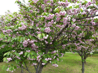 深北緑地公園　ケンロクエンキクザクラ（兼六園菊桜）