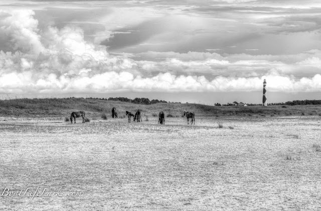 Wild Horses at Shackelford Banks, Cape Lookout Lighthouse