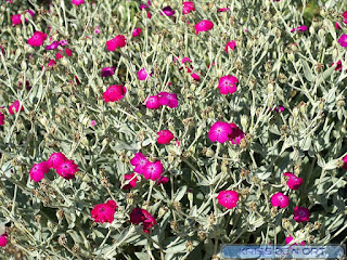 Silène coronaire - Silene coronaria - Coquelourde des jardins