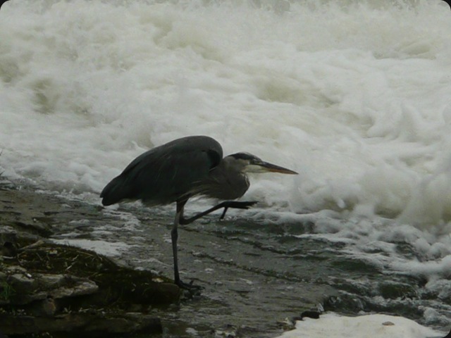 heron