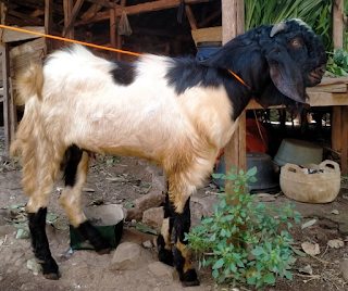 Jual Kambing Aqiqah Terdekat