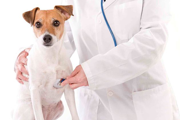 QUER SER MÉDICO VETERINÁRIO?