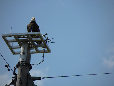 Wisconsin Eagle Sighting