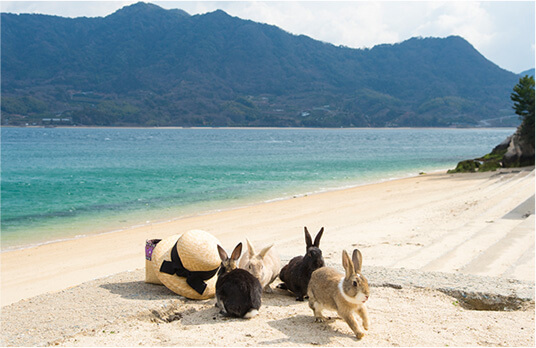 berita-berita-unik-pulau-kelinci-di-jepang