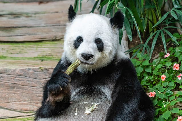 Top 7 Unknown Facts About Panda - पांडा के बारे में रोचक तथ्य