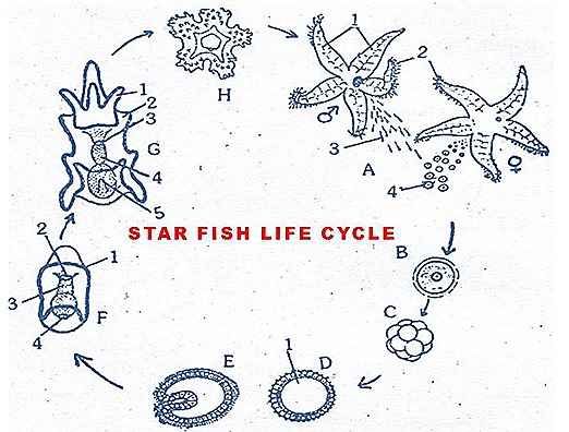 star fish-reproductive-system