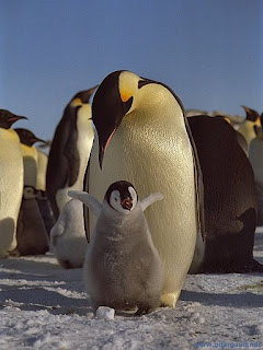 Emperor Penguin picture