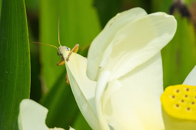 Grasshopper on Water Lily, John Bunker Sands Wetland Center