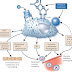 Mast Cell Activation?