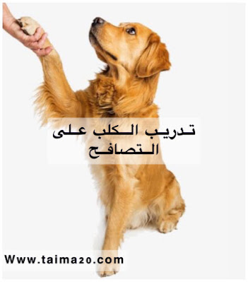 تدريبات تزيد من ذكاء الكلاب ، التصافح ، الوقوف ، الزحف وغيرها .