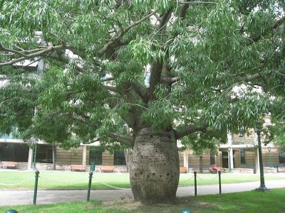 The Queensland Bottle Tree (Brachychiton rupestris) originally classified in the family Sterculiaceae, which is now within Malvaceae, is native of Queensland, Australia. Its grossly swollen trunk gives it a remarkable appearance and gives rise to the name. As a succulent, drought-deciduous tree, it is tolerant of a range of various soils, and temperatures.
