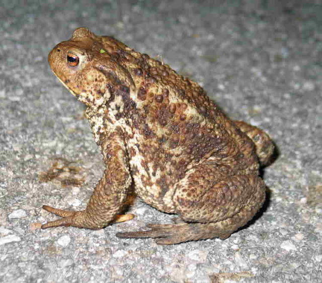 Sapo comum (Bufo bufo)