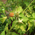 Berben (Rubus sumatranus )