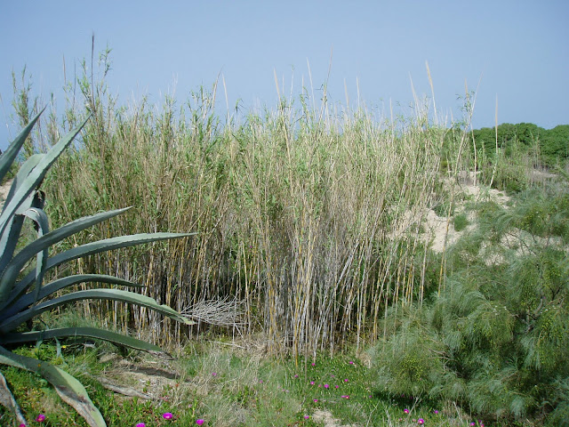 CAÑA: Arundo donax