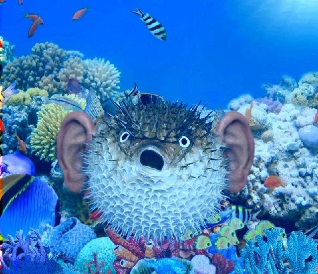  Gambar Ikan Lucu  Kartun dan Asli Bikin Ngakak