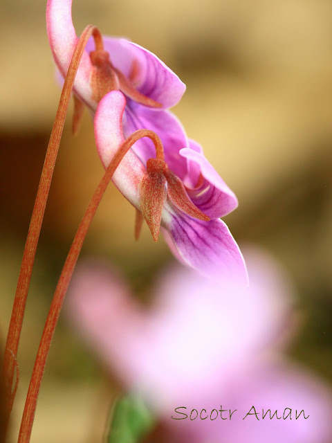 Viola violacea