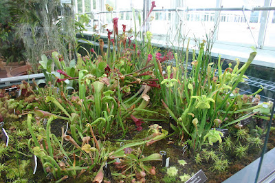 Parrot pitcher plant - Sarracenia psittacina grow and care