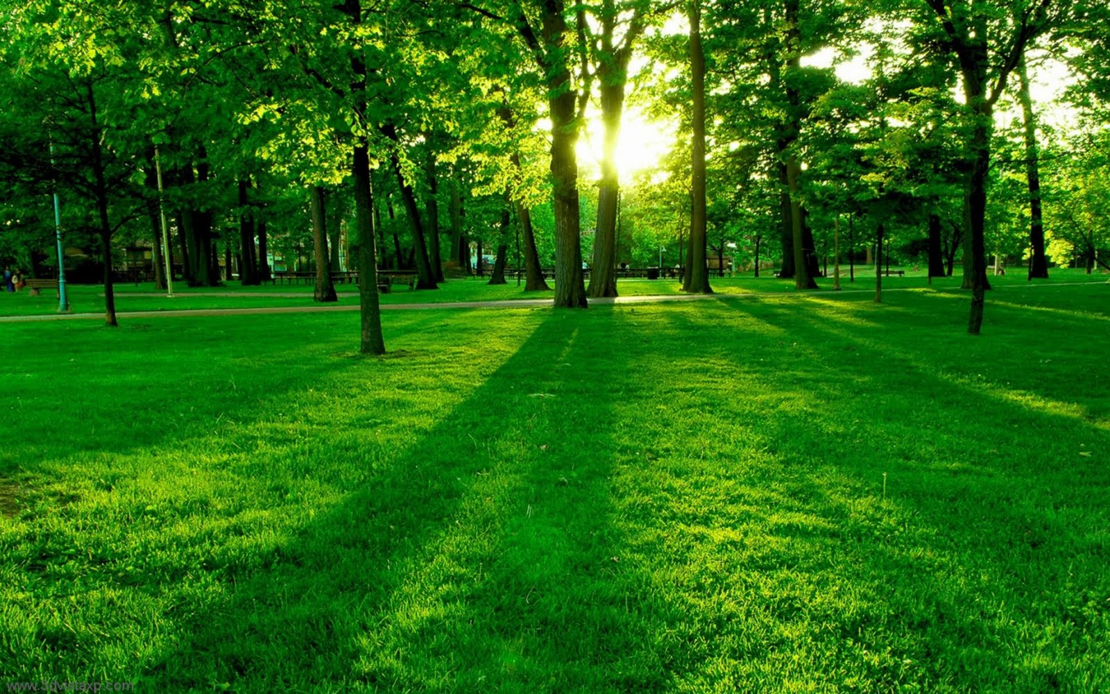 Green nature with Sunrise