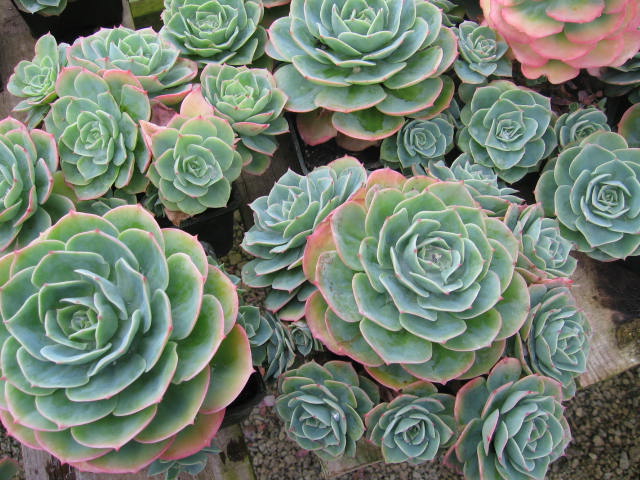 types of flowers org Echeveria Hen and Chicks' | 640 x 480