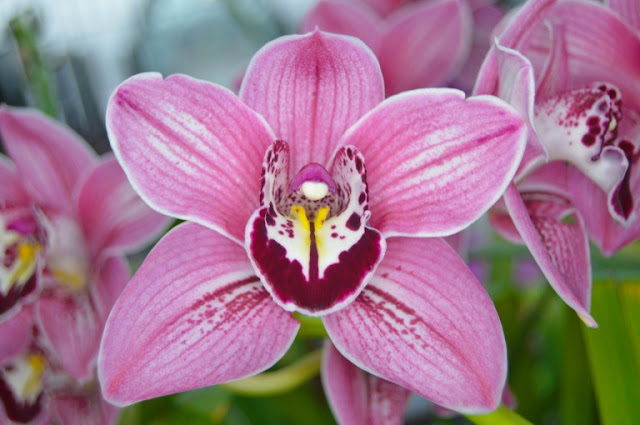 Orchid Flowers Wallpapers