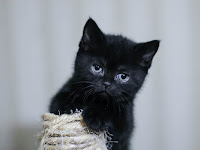 Download Wallpaper Kucing Hitam Hd