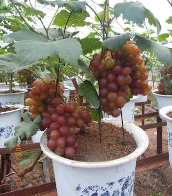 Cara Menanam Dan Membudidayakan Buah Aggur