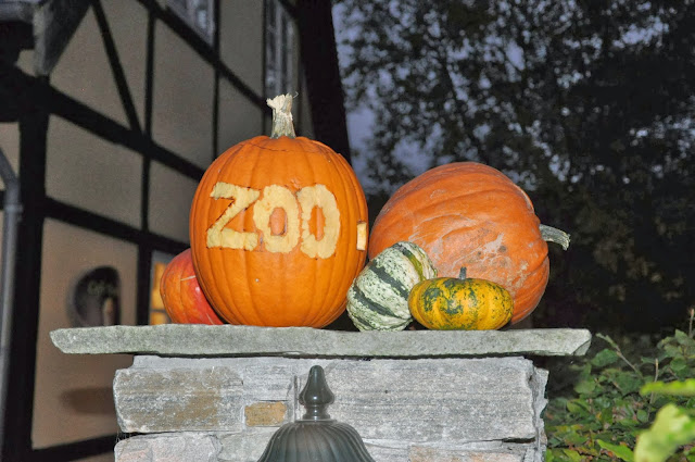 zoologic garden animals pumpkin