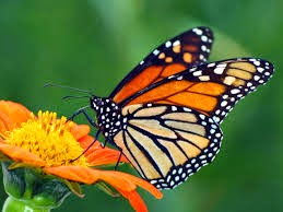 Olha que interessante.....Borboleta doente escolhe planta medicinal para imunizar crias