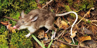 tikus tanpa geraham, tikus berbisa, tikus terbesar di dunia, tikus beracun, tikus berduri, tikus hidung babi, ciri fisik tikus, spesies baru tikus