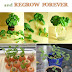 How To Regrow Vegetables Herbs Forever