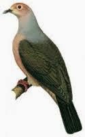 Grey imperial pigeon